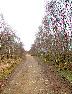 Birch forest heralds the beginning of the walk proper