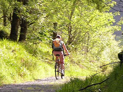 Cyclist in the forest