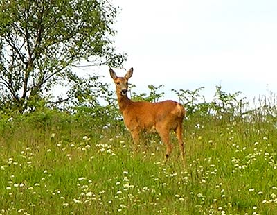 Kyle Golf Course with deer on fairway