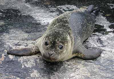 Seal on the rock