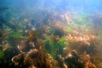 Kelp and fishies
